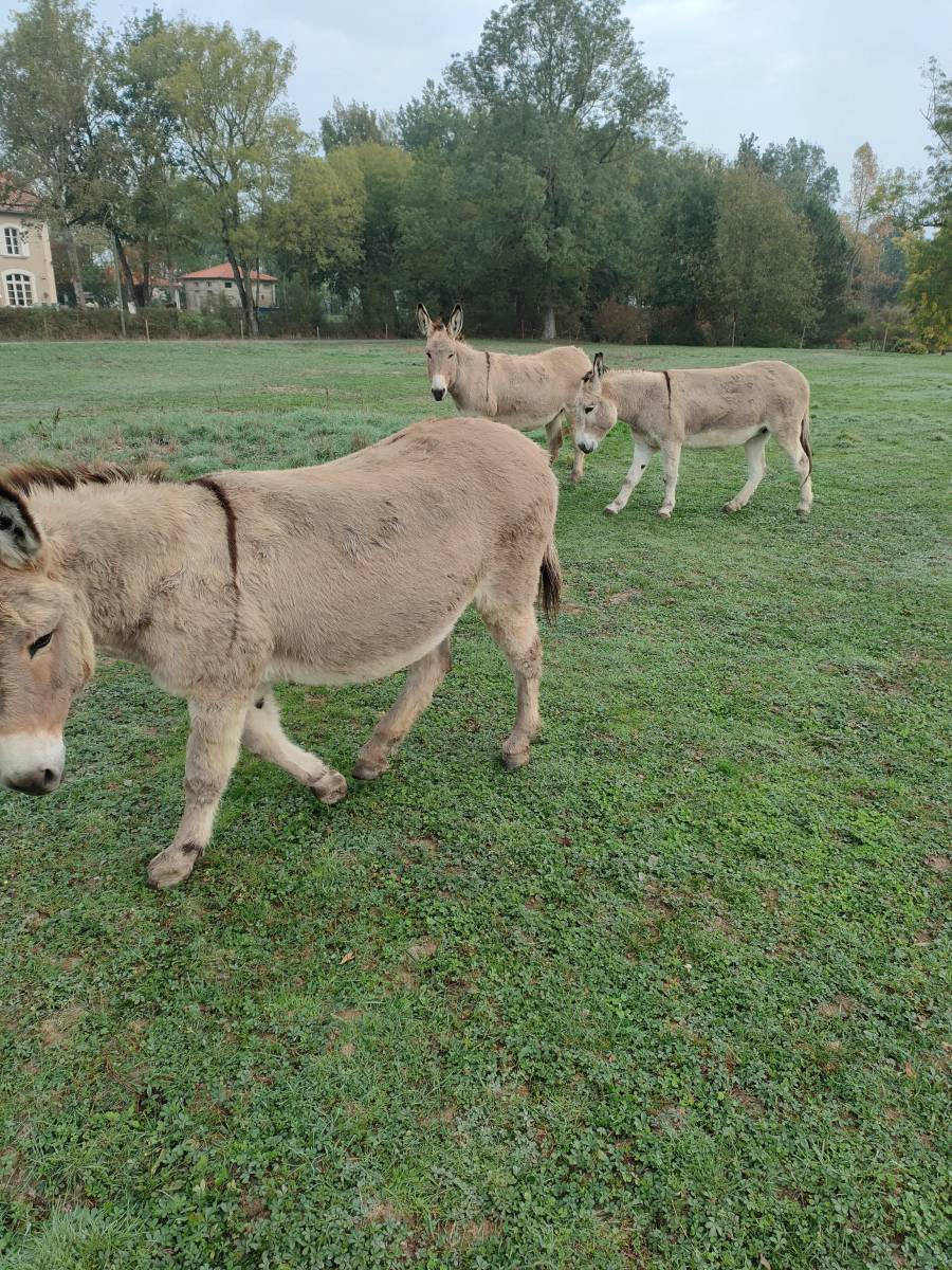 alimentation d'un abreuvoir avec une pompe de puits dans l'aveyron
